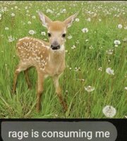 deer appreciators